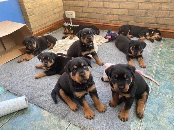 Rottweilerwelpen mit Stammbaum
