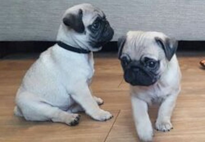 Mops-Welpen