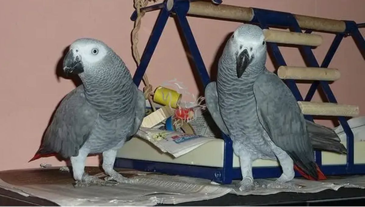 Graupapageien zur Adoption