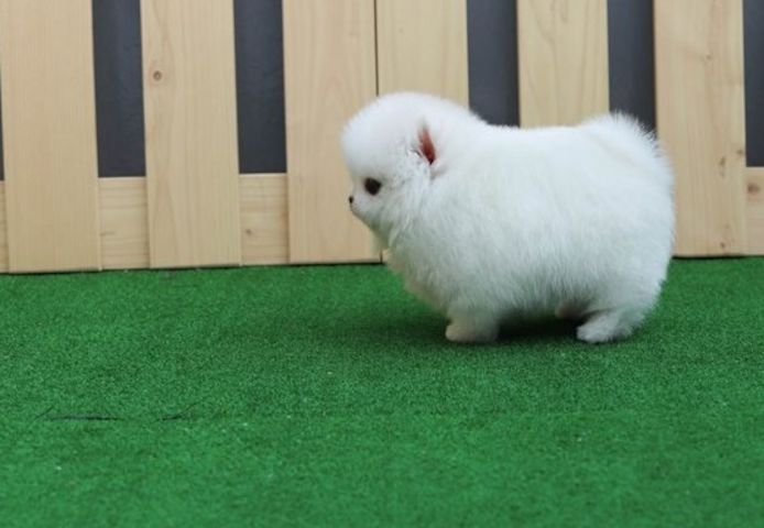 Pomeranian Welpen..