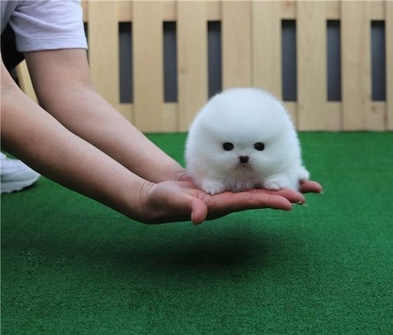 Reinrassige Pomeranian Welpen,,
