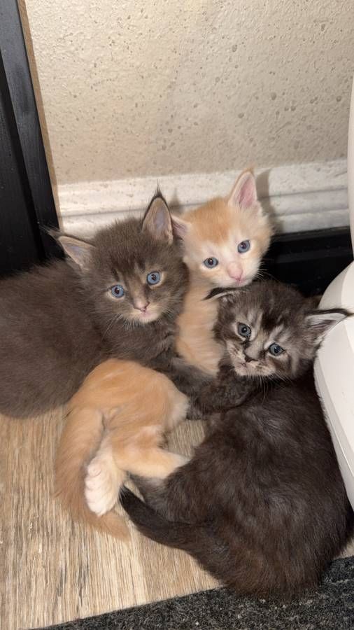 Full Maine Coon Kittens