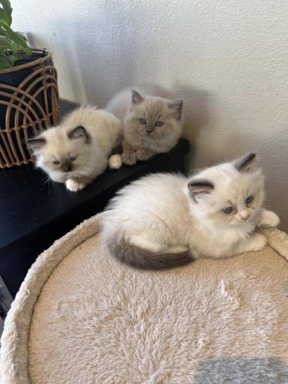 Pure Ragdoll Kittens