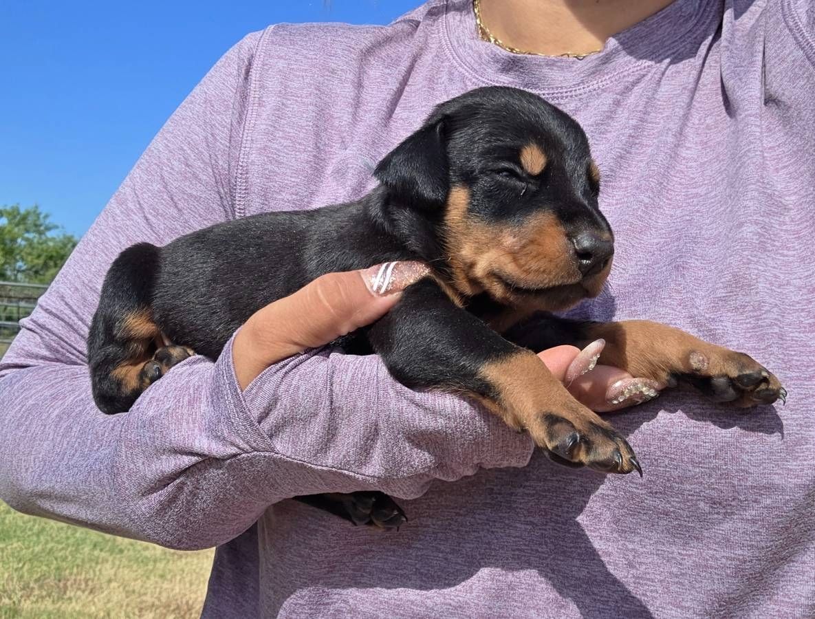 European doberman puppies