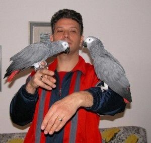Zwei Graupapageien suchen ein neues Zuhause