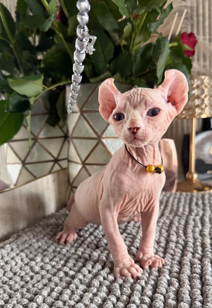 Sphynx-Kätzchen abzugeben.