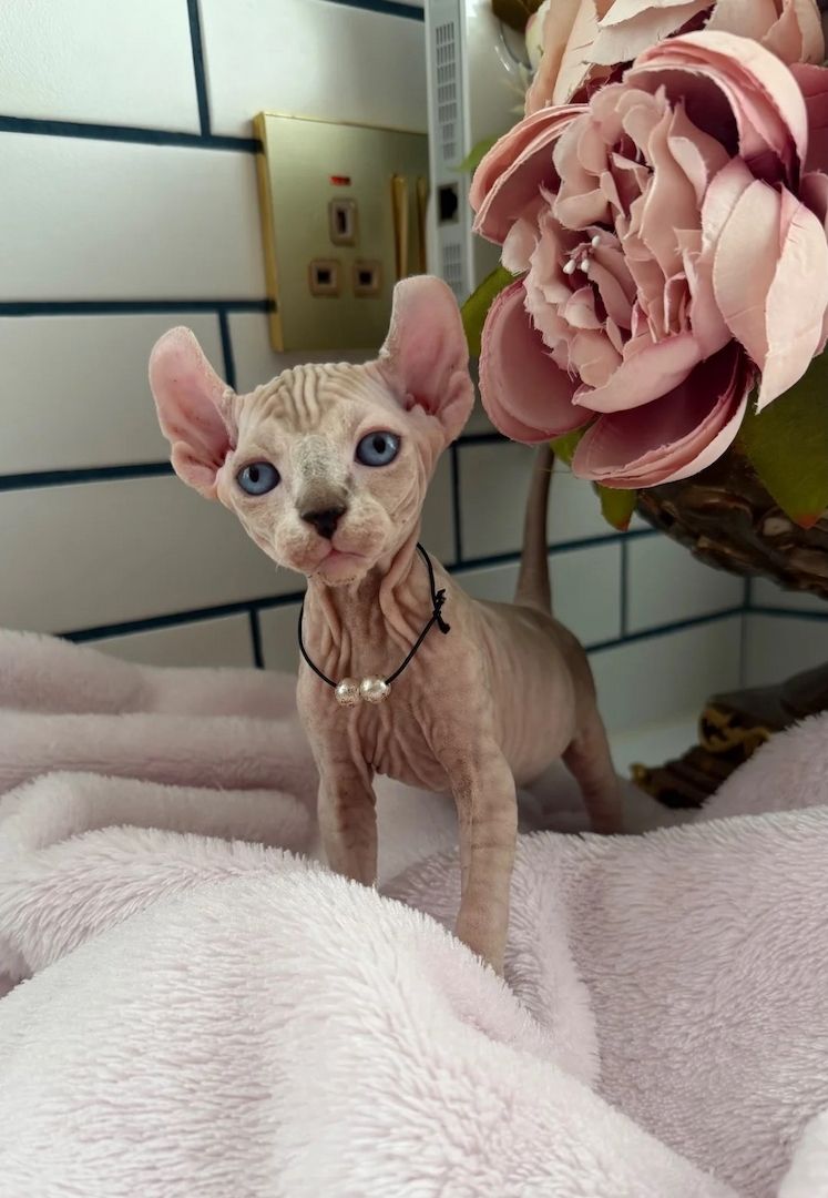 Würfe von Sphynx-Kätzchen abzugeben.
