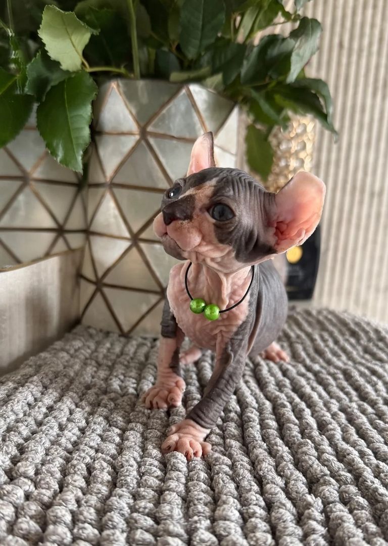 Sphynx-Kätzchen 12