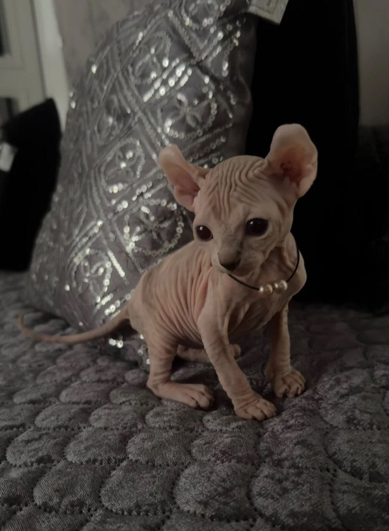 Sphynx-Kätzchen 13