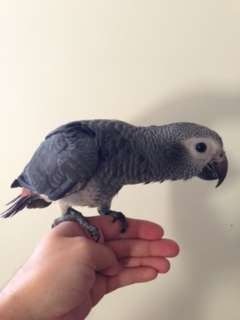 Graupapagei