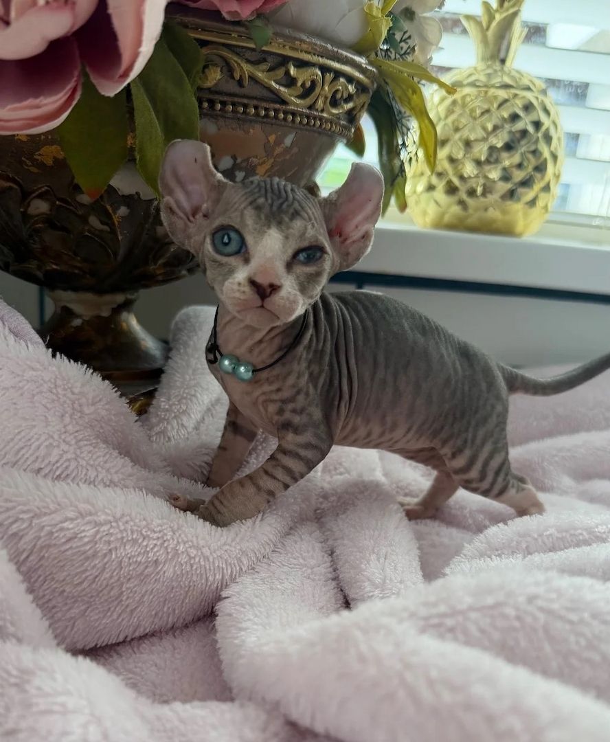 Sphynx-Kätzchen abzugeben.