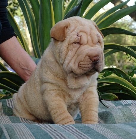 Shar-Pei-Welpen. WhatsApp: +44 7469 456352