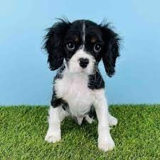 Cavalier-King-Charles-Welpen. WhatsApp: +44 7469 456352