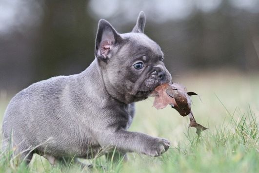 Französische Bulldoggen Welpen mit Ahnentafel