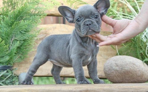 Französische Bulldoggen Welpen mit Ahnentafel
