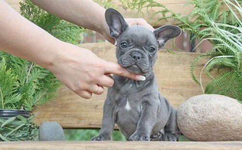 Französische Bulldoggen Welpen mit Ahnentafel