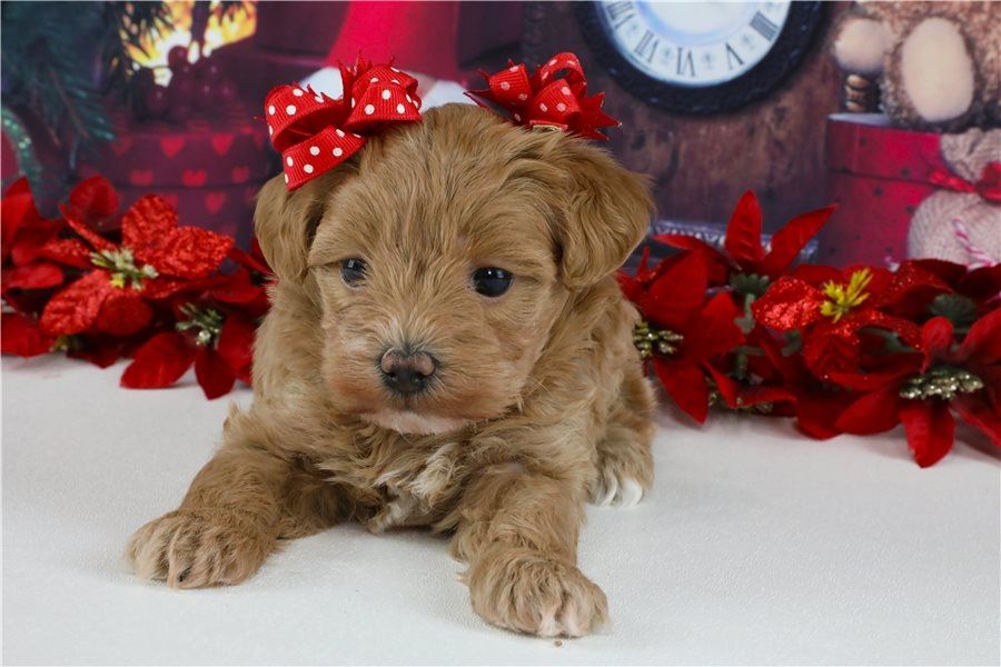 Maltipoo Welpen