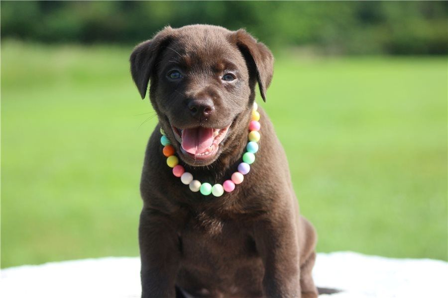 Süße Labrador Welpen mit Papieren