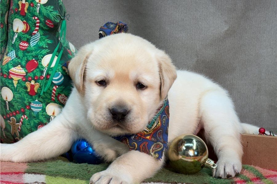 Wunderschöne Labrador Welpen suchen ihr Traumzuhause