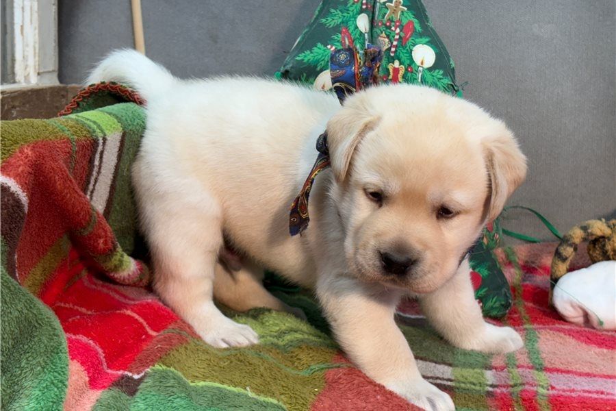 Wunderschöne Labrador Welpen suchen ihr Traumzuhause