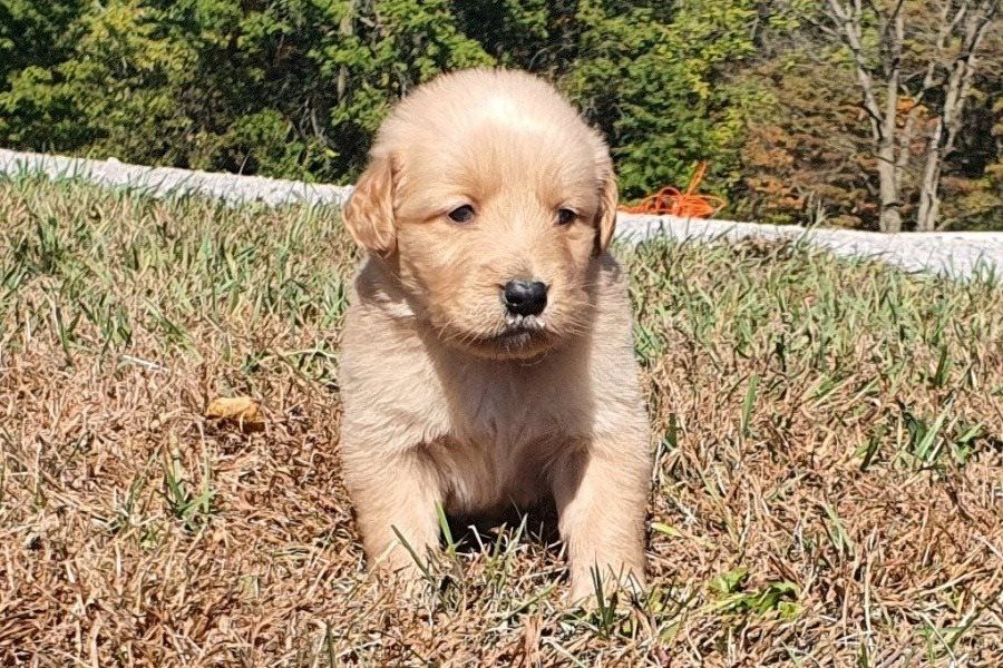 Golden Retriever Welpen suchen Ihre Familie &nbsp;Welpen mit Ahnentafel
