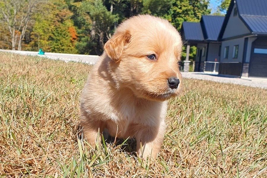Golden Retriever Welpen suchen Ihre Familie &nbsp;Welpen mit Ahnentafel