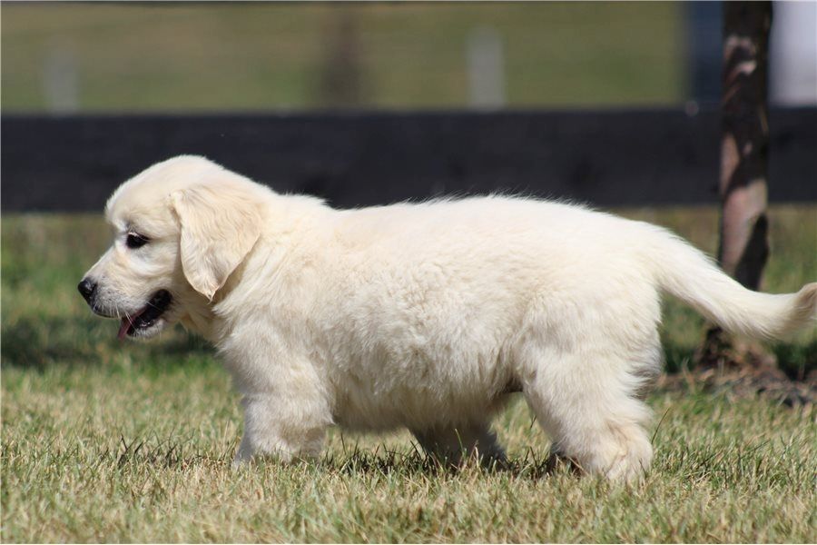Golden Retriever mit Ahnentafel