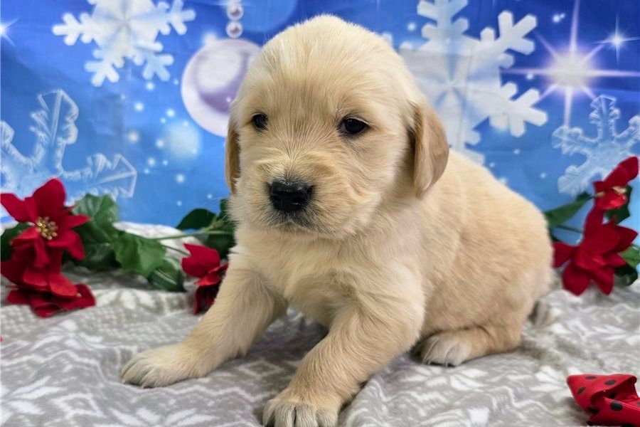 Golden Retriever mit Ahnentafel