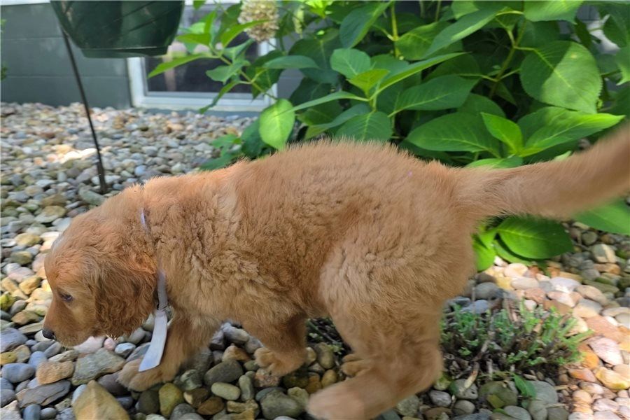 Golden Retriever mit Ahnentafel