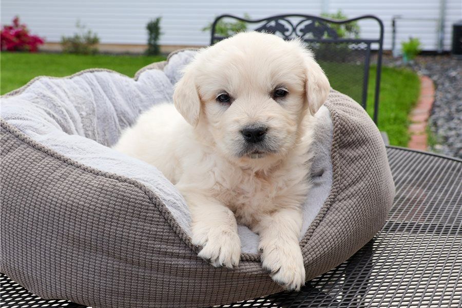Golden Retriever mit Ahnentafel