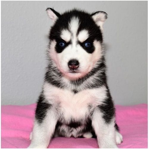 Reinrassige Siberian Husky Welpen mit Blauen und Braunen Augen ein neues und nettes Zuhause