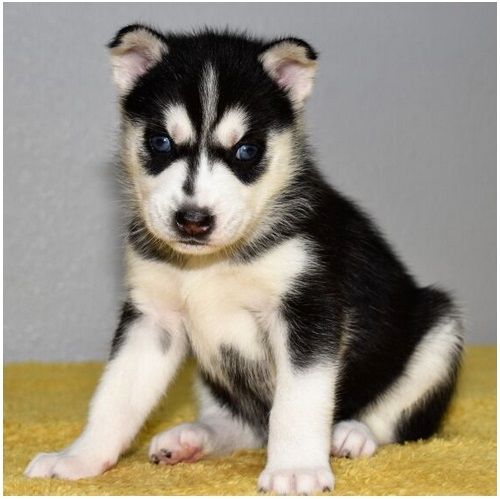 Reinrassige Siberian Husky Welpen mit Blauen und Braunen Augen ein neues und nettes Zuhause