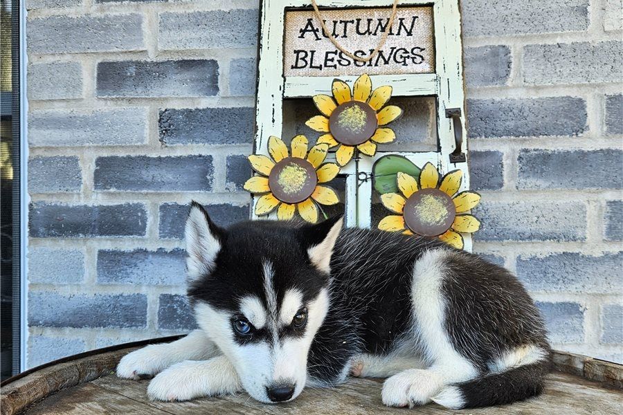 Reinrassige Siberian Husky Welpen