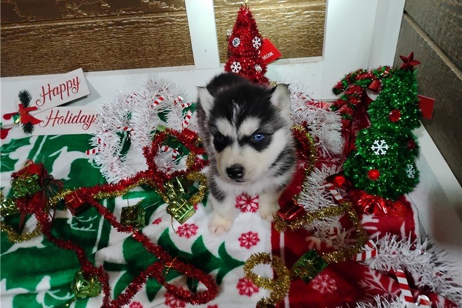 Reinrassige Siberian Husky Welpen