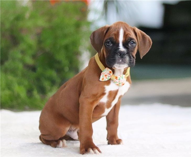 Boxer Welpen suchen ein neues Zuhause