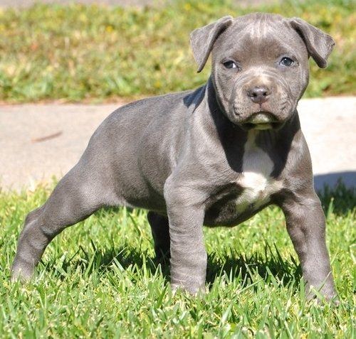 American Pitbull welpe Welpe in Blue