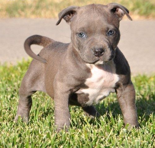 Wunderschöne&nbsp;American Pitbull welpe&nbsp; in Blue