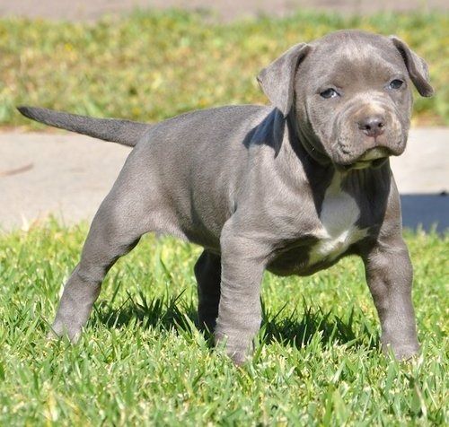 Wunderschöne&nbsp;American Pitbull welpe&nbsp; in Blue