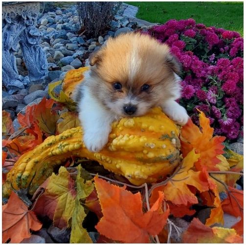 Pomeranian ZwergSpitz Teddy Welpen