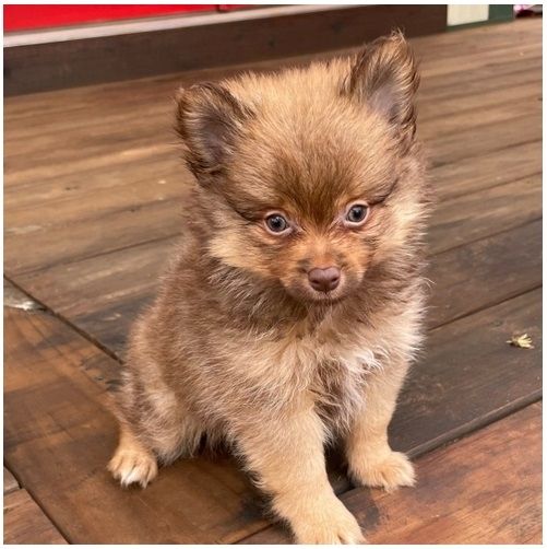 Pomeranian ZwergSpitz Teddy Welpen