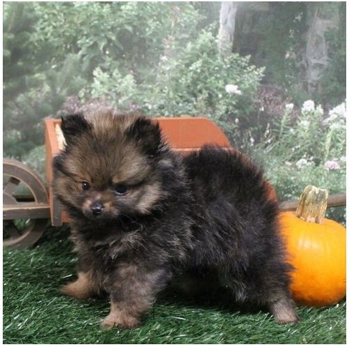 Pomeranian ZwergSpitz Teddy Welpen