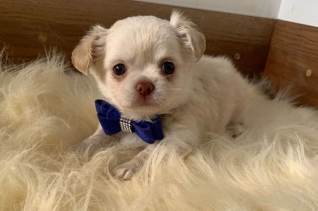 Chihuahua-Welpen suchen ein neues Zuhause.