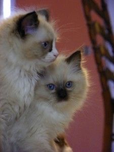 Ragdoll-Kätzchen