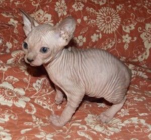 Registrierte Sphynx-Kätzchen zu verkaufen