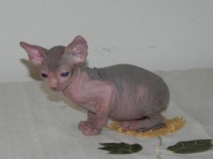 Wunderschöne Sphynx-Kätzchen zu verkaufen