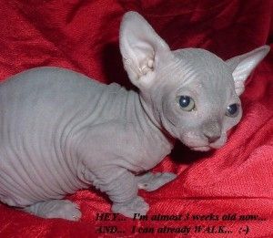 Sphynx-Kätzchen suchen ein neues Zuhause...