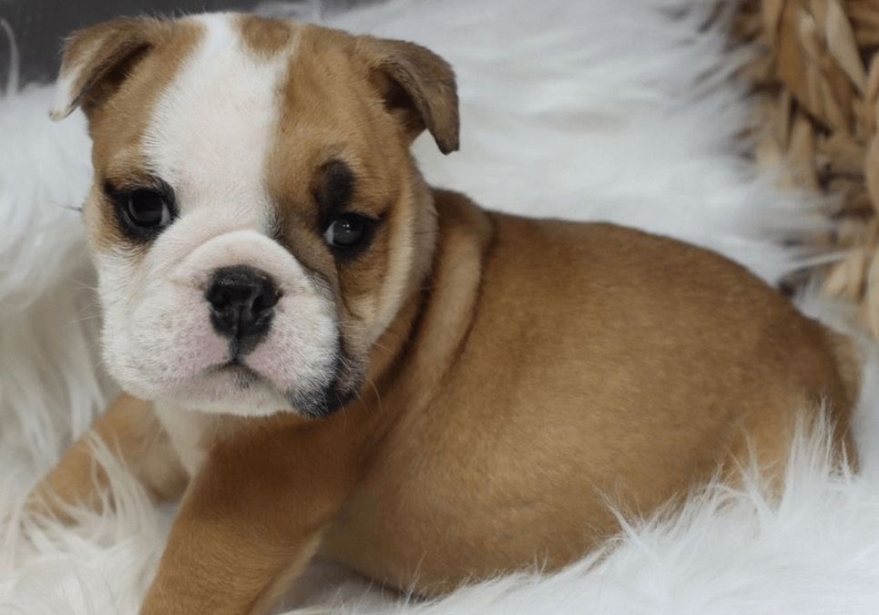 Englische Bulldoggen-Welpen. WhatsApp: +44 7469 456352