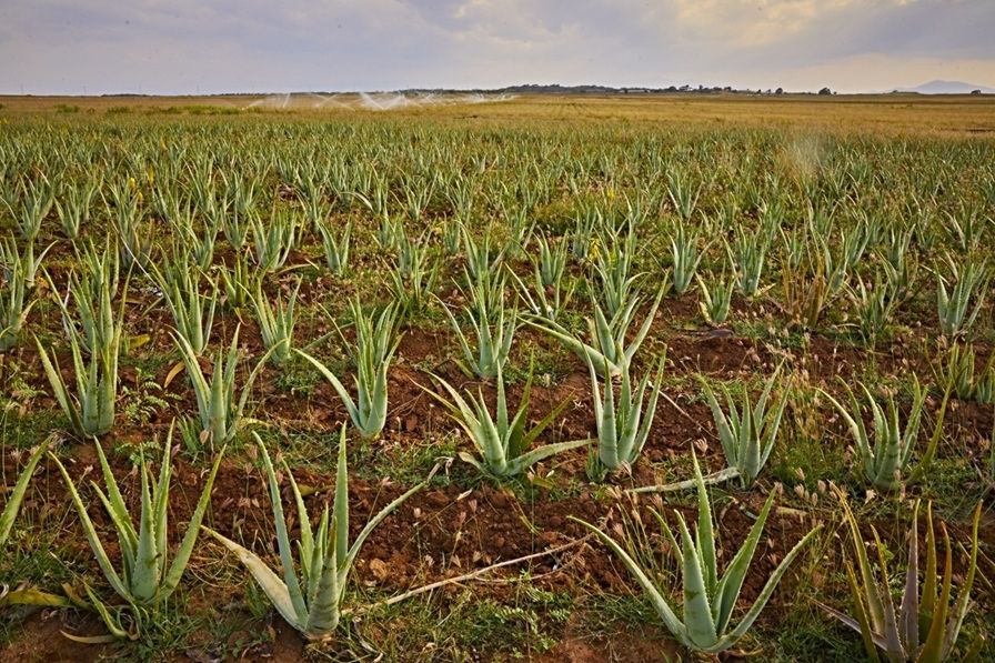 Forever Aloe Vera Gelly – 85 % Aloe Vera für die Hautpflege