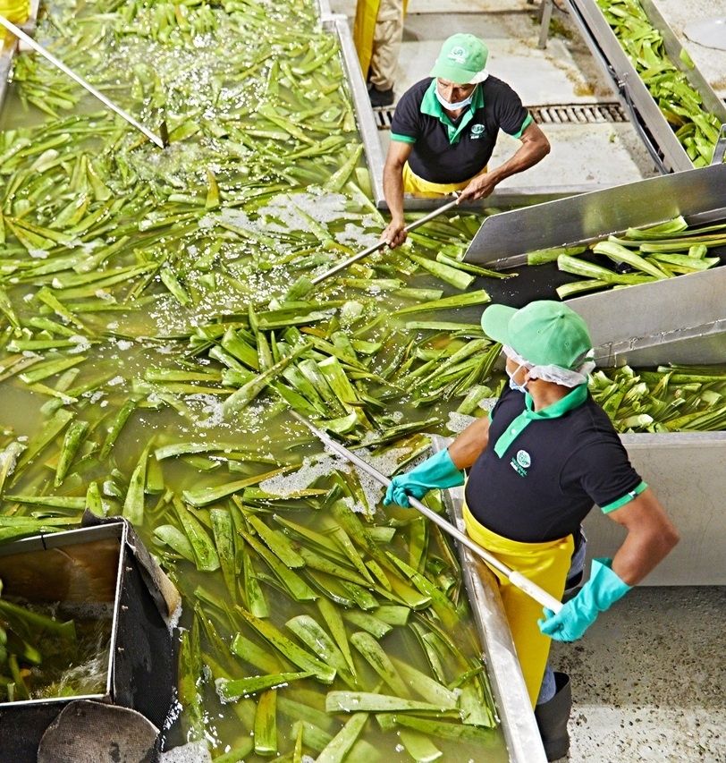 Forever Aloe Vera Gelly – 85 % Aloe Vera für die Hautpflege
