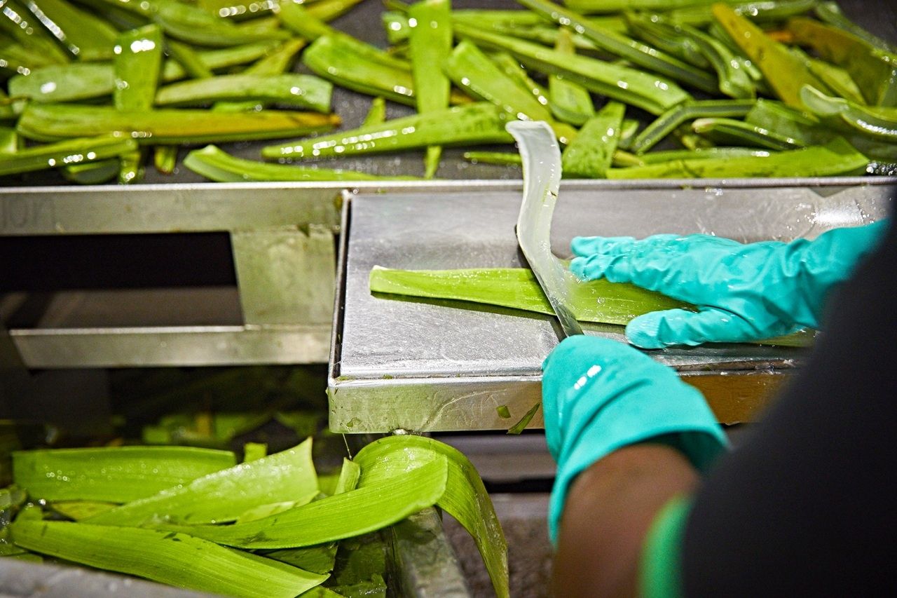 Forever Aloe Vera Gelly – 85 % Aloe Vera für die Hautpflege